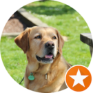 Annie Golsteijn Avatar